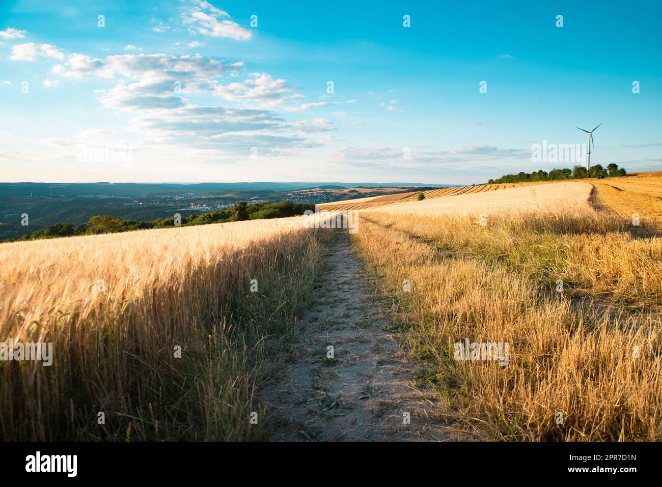 Campo con orzo coltivato Germania, raccolto in estate, agricoltura per cibo, terreni agricoli in campagna Foto Stock