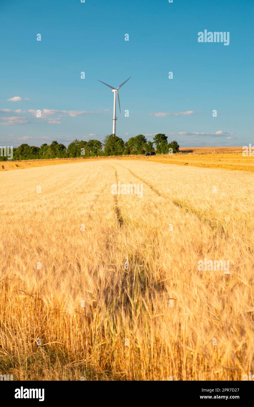 Campo con orzo coltivato Germania, raccolto in estate, agricoltura per cibo, terreni agricoli in campagna Foto Stock