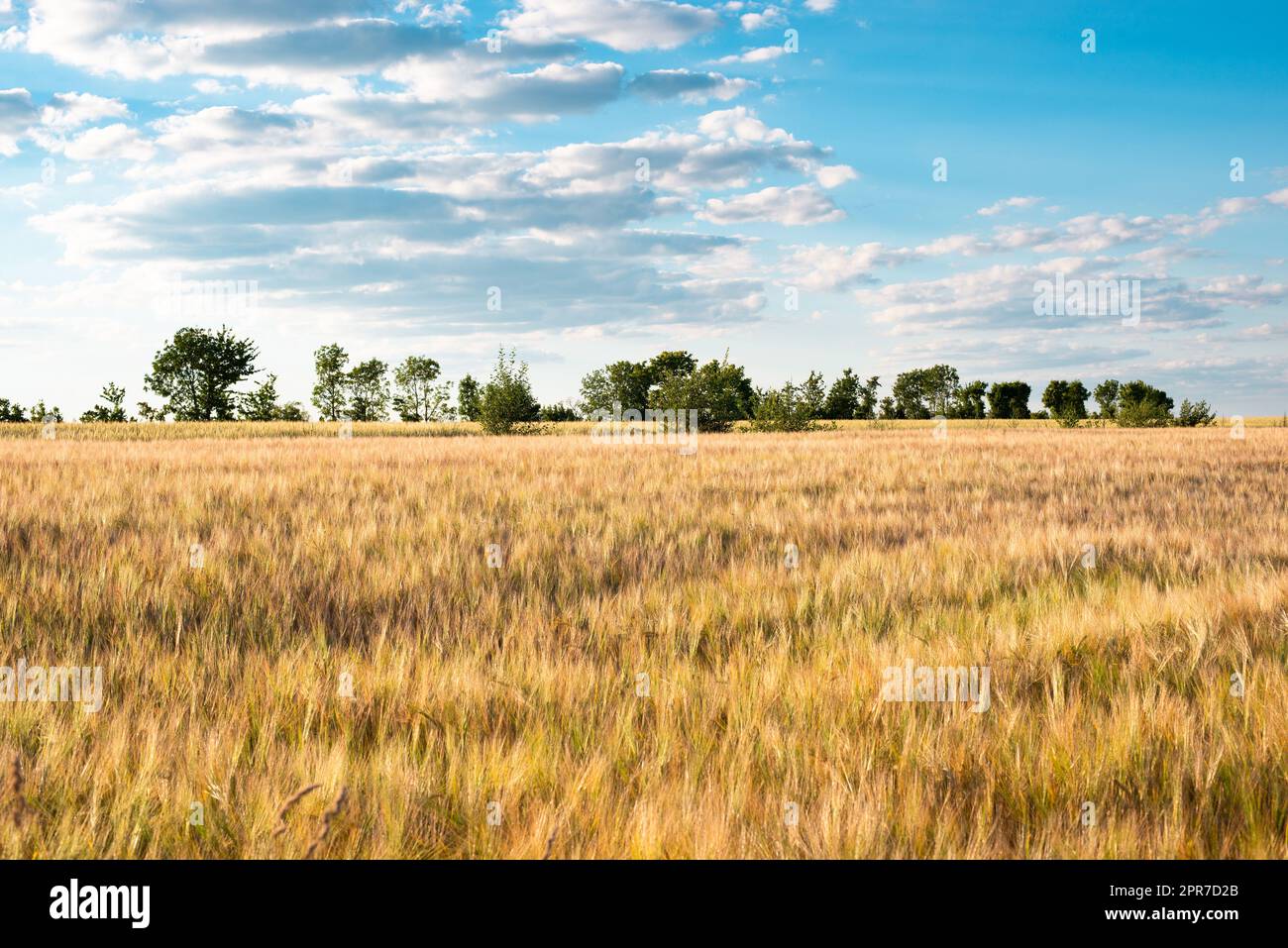 Campo con orzo coltivato Germania, raccolto in estate, agricoltura per cibo, terreni agricoli in campagna Foto Stock