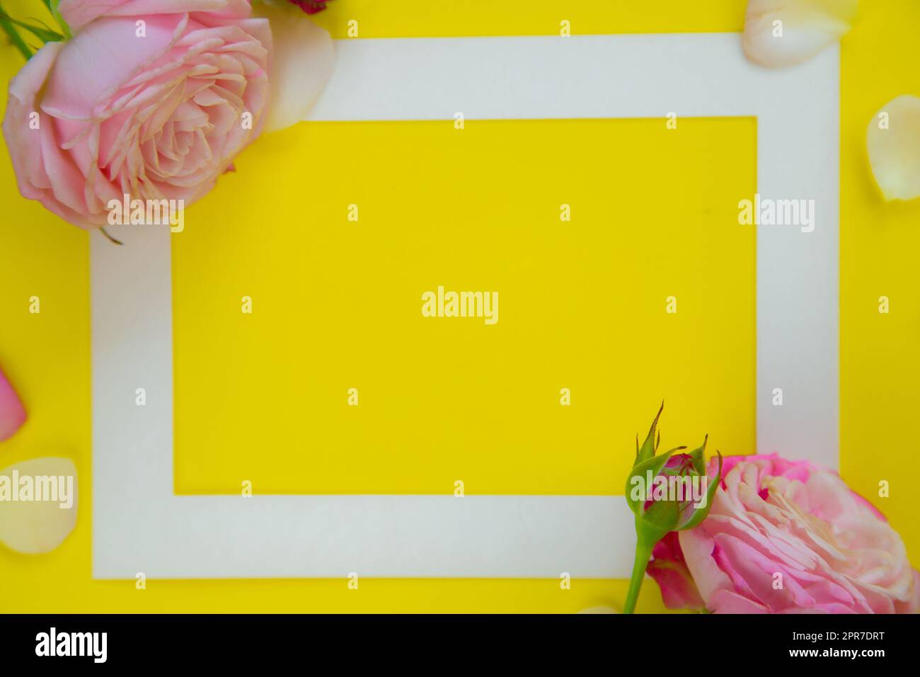 Su uno sfondo giallo brillante c'è una cornice bianca e rose rosa e petali ai lati Foto Stock