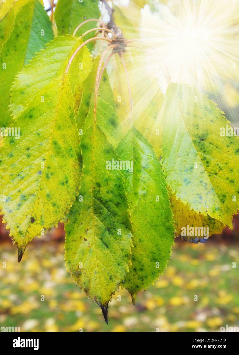 Un primo piano dei raggi del sole brilla attraverso le foglie verdi e gialle sui rami dell'albero. Boschi con foglie asciutte e consistenti in un prato sereno e appartato o in un ambiente naturale in autunno Foto Stock