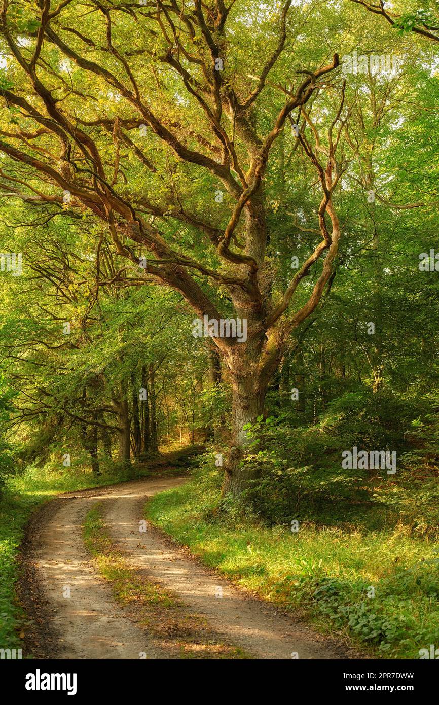 Sentiero forestale con il sole in primavera immagini e fotografie stock ...