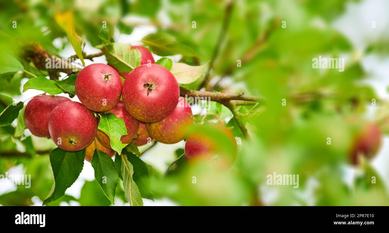 Primo piano delle mele rosse che maturano sugli alberi in un frutteto sostenibile in una fattoria in una remota campagna dal basso. Coltivare frutta fresca e sana per nutrizione e vitamine su terreni agricoli Foto Stock