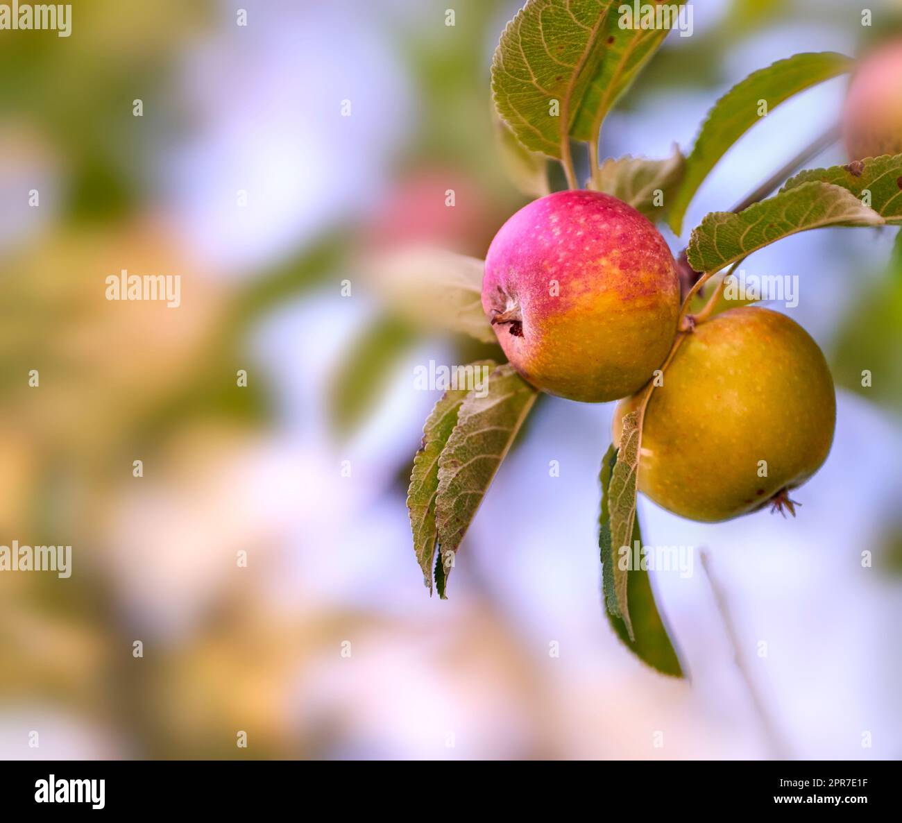 Mele rosse e verdi maturano su un albero in un frutteto sostenibile in una fattoria in una campagna remota. Coltivare frutta fresca e sana per nutrire e vitamine in un terreno agricolo Foto Stock