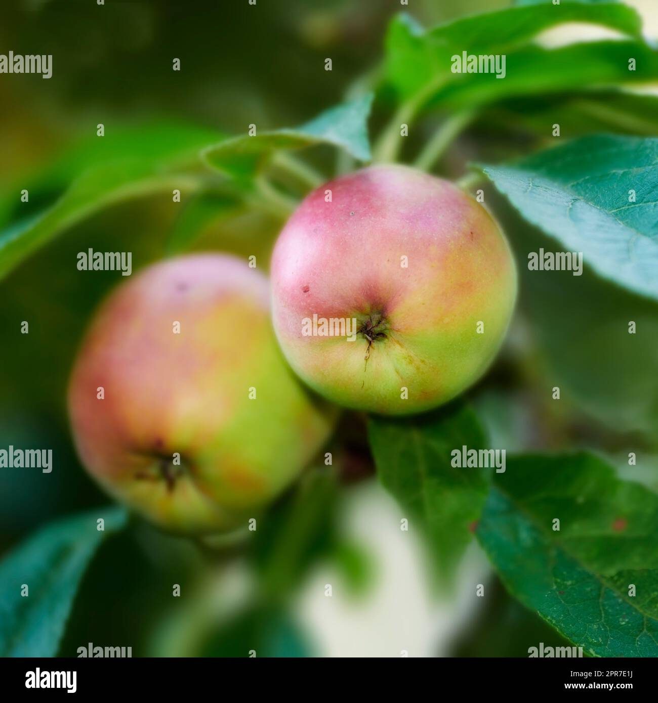 Primo piano di mele rosse e verdi che maturano su un albero in un frutteto sostenibile in una fattoria in una campagna remota. Coltivare frutta fresca e sana per nutrizione e vitamine su terreni agricoli Foto Stock