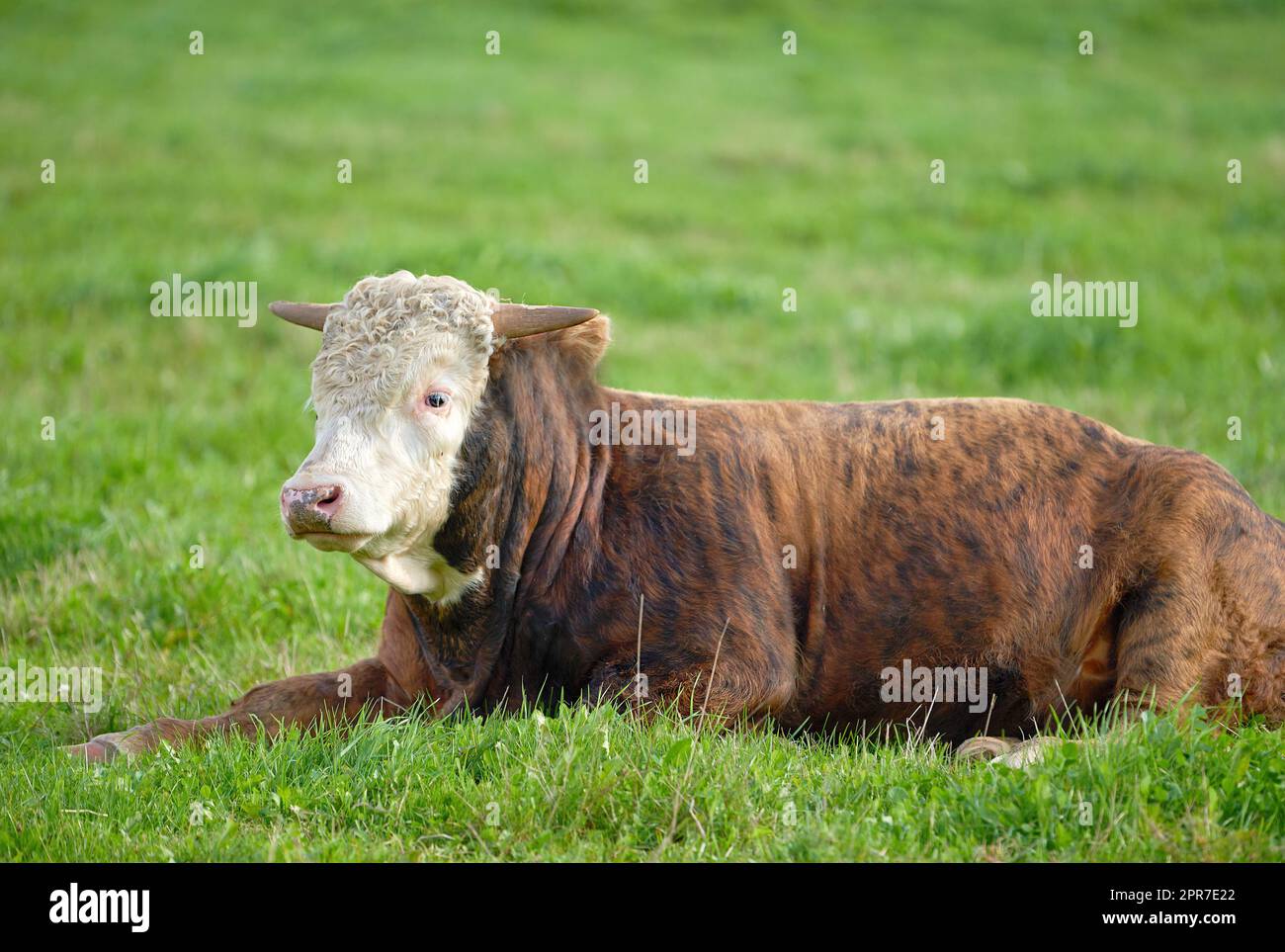 Paesaggio con animali nella natura. Una mucca marrone e bianca seduto su un campo verde in una campagna rurale con spazio fotocopie. Allevamento e allevamento di bovini in un'azienda agricola destinata all'industria della carne bovina e lattiero-casearia Foto Stock