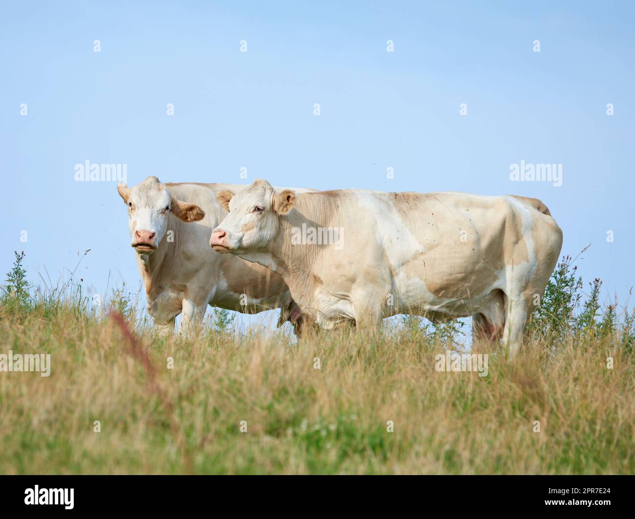 Allevamento e allevamento di bovini in un'azienda agricola destinata all'industria della carne bovina e lattiero-casearia. Paesaggio di animali su pascoli o pascoli. Due mucche bianche in piedi su un campo nella campagna rurale con spazio per le copie. Foto Stock