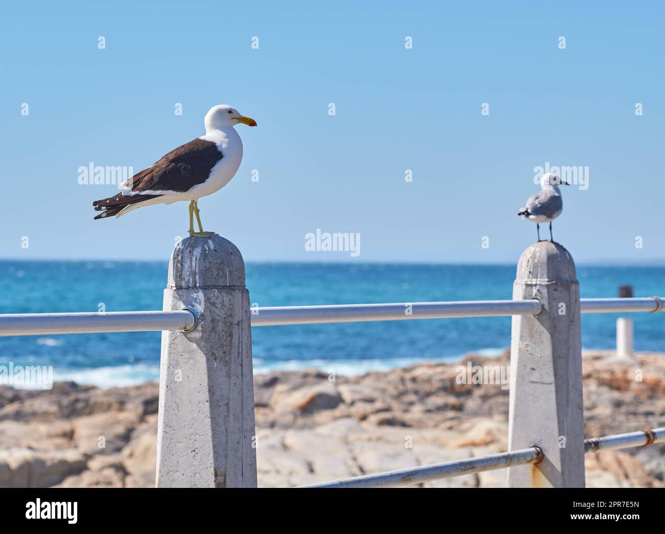 Due gabbiani appollaiati su una barriera sul lungomare vicino al porto con spazio fotocopie. Un'intera lunghezza di uccelli bianchi in piedi da soli presso un molo costiero della città. Animali aviari sulla costa con fondo marino Foto Stock