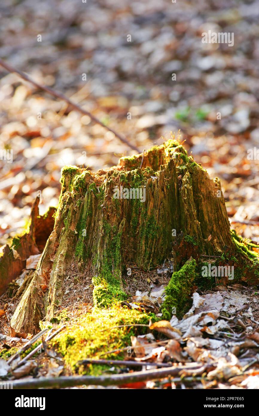 Primo piano di un vecchio ceppo di albero muschiato nella foresta che mostra un ciclo di vita biologico. L'albero tagliato indica la deforestazione e l'abbattimento degli alberi. Macro dettagli di legno e corteccia nella natura selvaggia Foto Stock