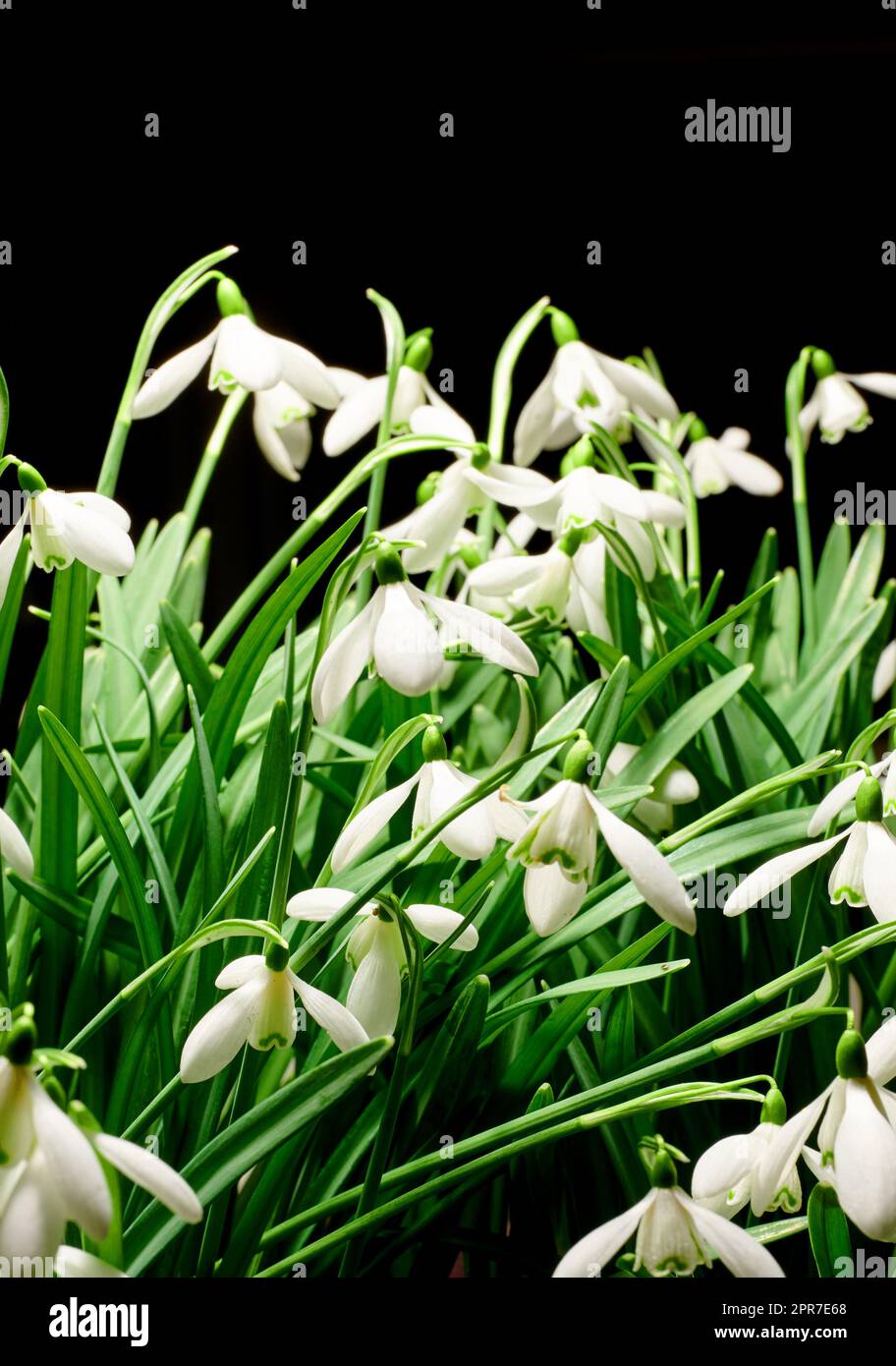 Primo piano di un mazzo di fiori bianchi comuni a gocce di neve che crescono in studio isolati su uno sfondo nero. Galanthus nivalis in erba, fioritura, fioritura e fioritura con uno spazio di copia scuro Foto Stock