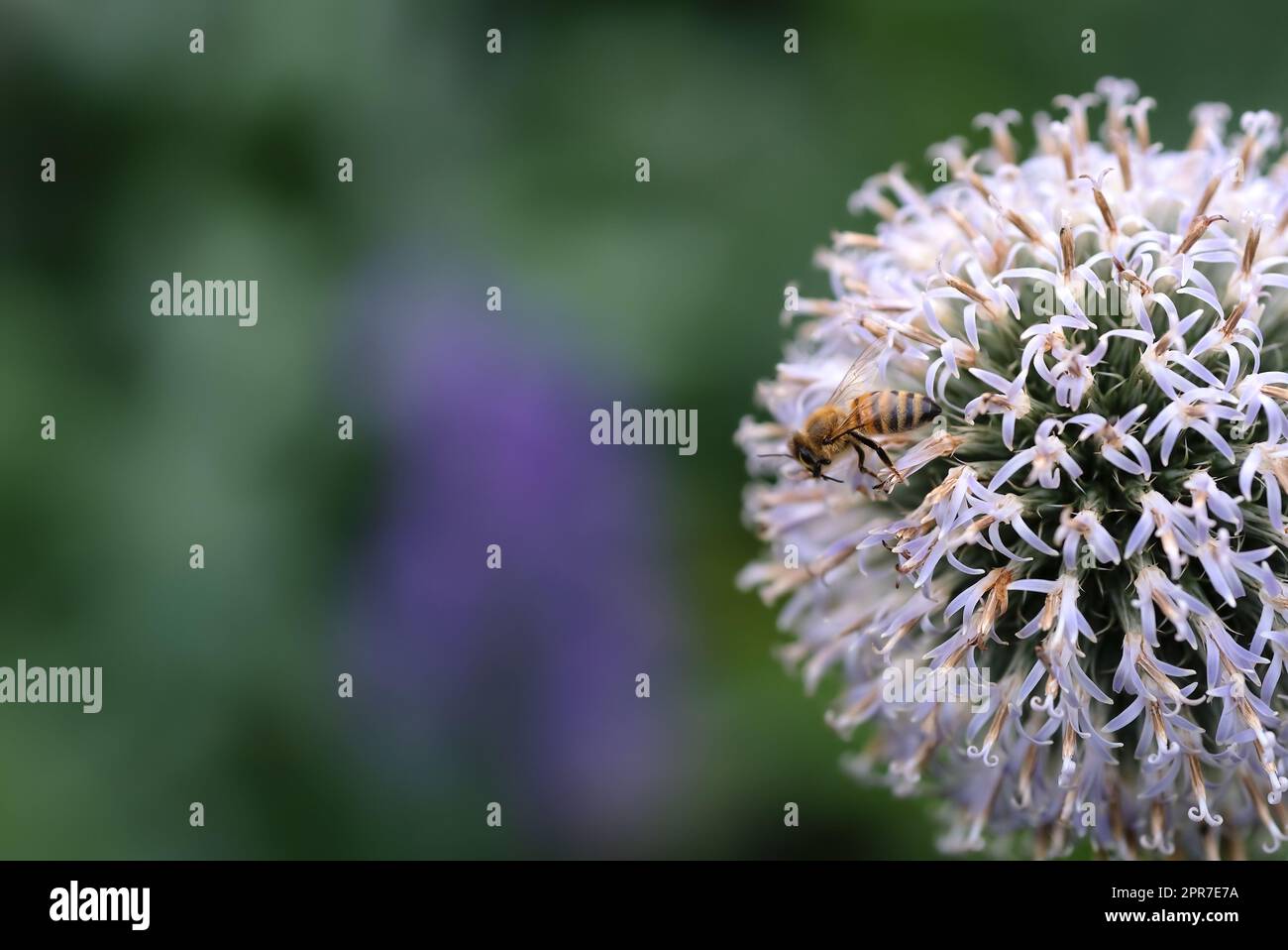 Primo piano di un'ape da miele seduto su un fiore di cardo selvaggio in un giardino privato e appartato. Dettagli testurizzati di un echinopo in fiore con spazio di copia bokeh sfondo e impollinazione di insetti Foto Stock