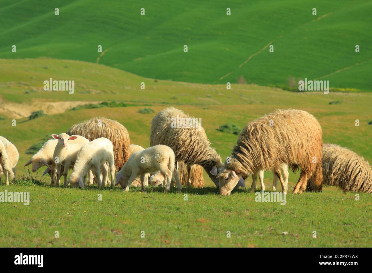 Un gregge di pecore con agnelli in un pascolo sulle colline toscane nei primi mesi di aprile. L'area delle Crete Senesi. Foto Stock