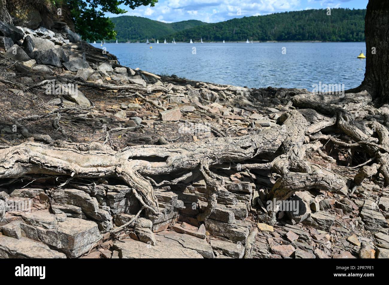 Pietre e radici sulla riva di un lago con barche a vela Foto Stock