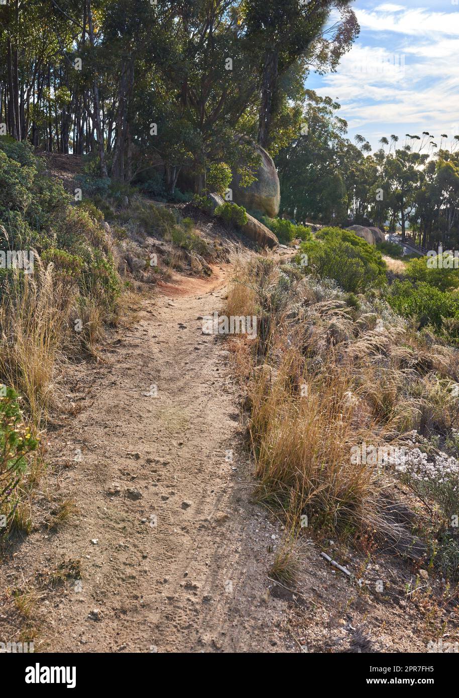 Paesaggio di un sentiero escursionistico vicino a boschi coltivati su Table Mountain a città del Capo. Foresta di alti alberi di eucalipto che crescono su una collina sabbiosa in Sud Africa affacciata sull'oceano e sul paesaggio urbano Foto Stock