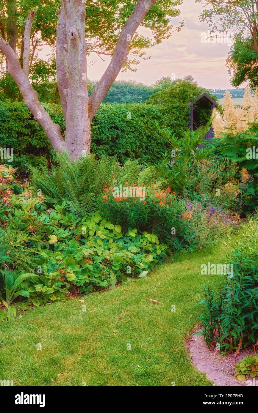 Vista panoramica di un lussureggiante giardino privato a casa con una flora e alberi in crescita. Piante botaniche, cespugli, arbusti e felci nel cortile con un bordo di siepe. Sereno, zen, pacifico e tranquillo Foto Stock
