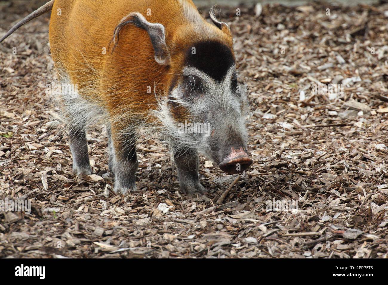 Orecchie di maiale con spazzola Pinselohrschwein (Potamochoerus porcus) Foto Stock