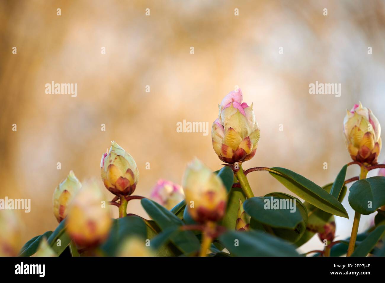 Rhododendron è un genere di 1.024 specie di piante legnose della famiglia delle brughiere, sempreverdi o decidue, e si trova principalmente in Asia, anche se è diffuso anche negli altopiani meridionali dei monti Appalachi del Nord America. Foto Stock