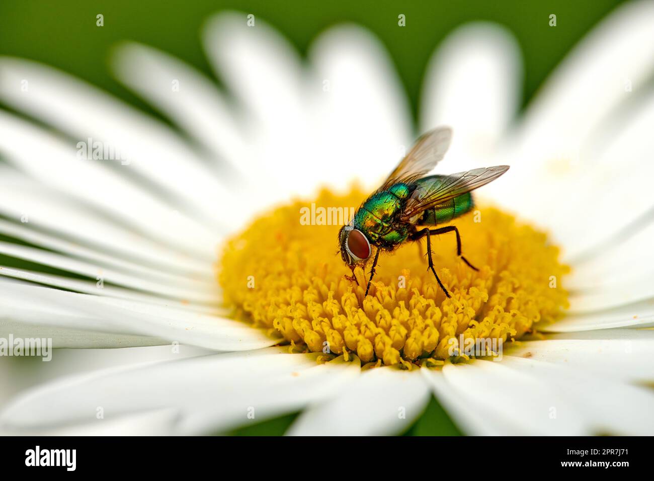 Una bottiglia verde che pollina una margherita in un giorno d'estate. Primo piano di una mosca di fiori seduta su un fiore e da mangiare durante la primavera. Un insetto all'aperto in un fiorente ecosistema floreale Foto Stock