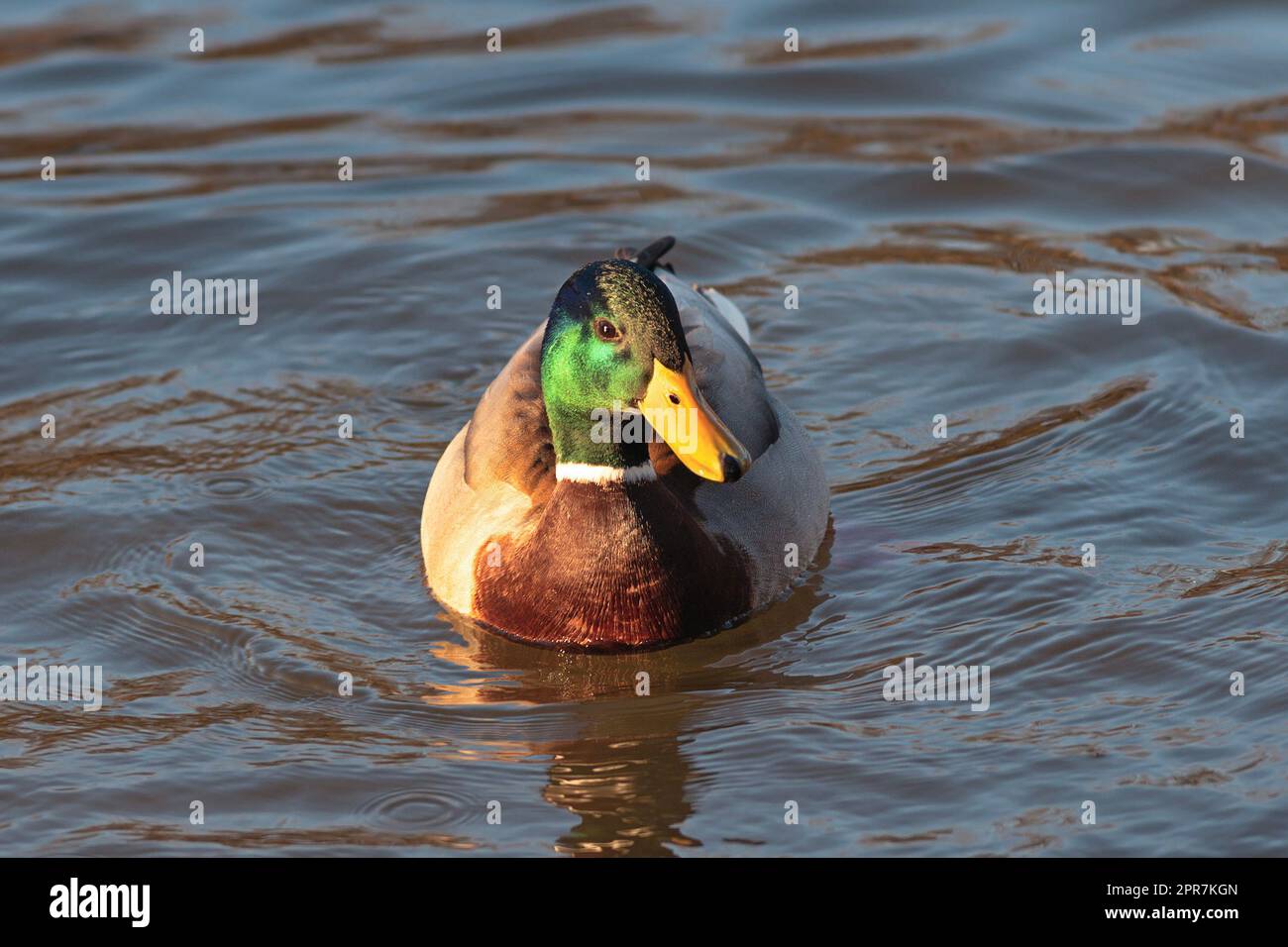 Colorato maschio Anas platyrhynchos su acqua, draga d'anatra mallard in habitat naturale Foto Stock