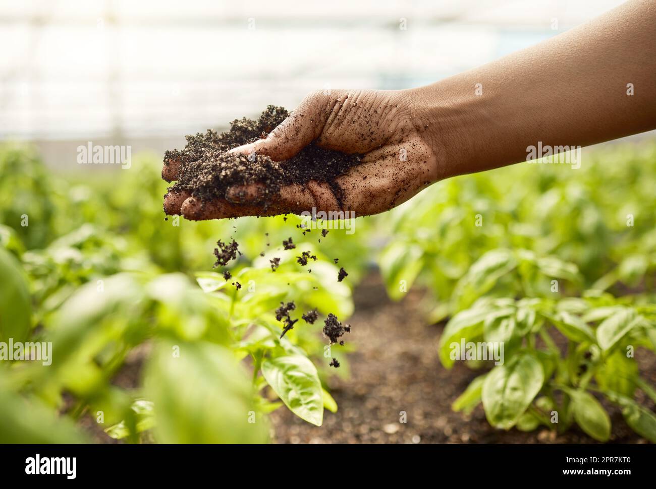 Primo piano della sporcizia che cade dalla mano di un contadino. mano dell'agricoltore che controlla la qualità del suolo. Contadino afroamericano in un giardino serra. Contadino che sta per piantare in un giardino. Agricoltore che tocca il suolo Foto Stock