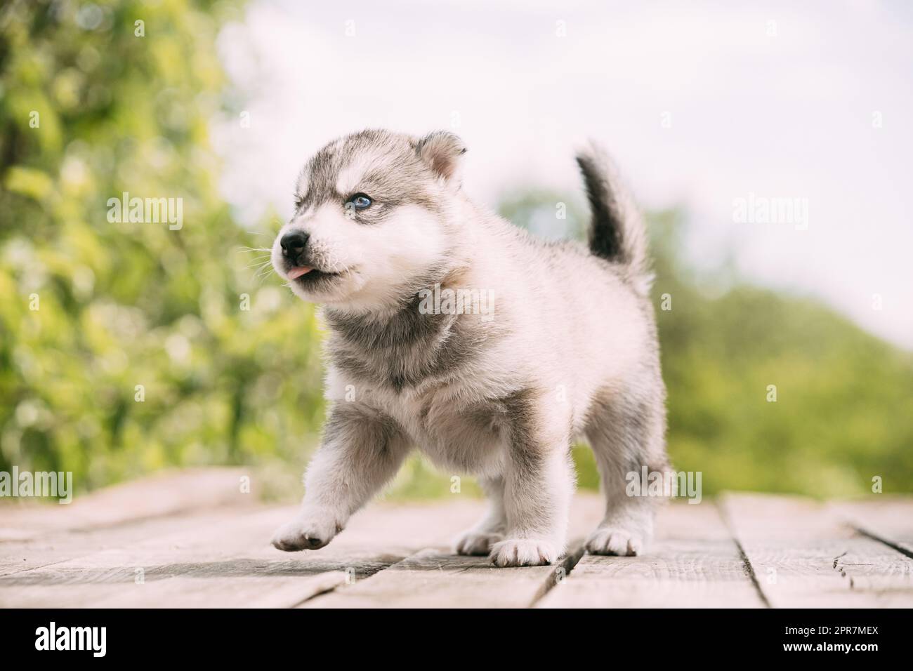 Cucciolo Husky di colore bianco-grigio di quattro settimane su terreno in legno E lecca le labbra Foto Stock