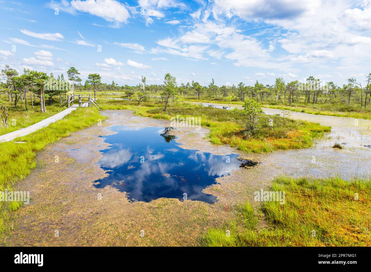 Paludi rialzate e spugne grandi alla Grande palude di Kemeri Bog in Lettonia Foto Stock