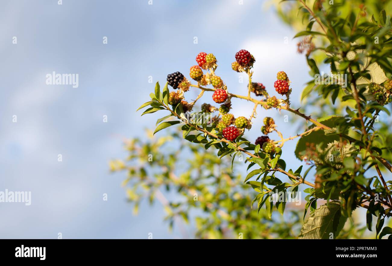 More che crescono sul cespuglio, frutta matura in estate, raccolta di cibo sano Foto Stock
