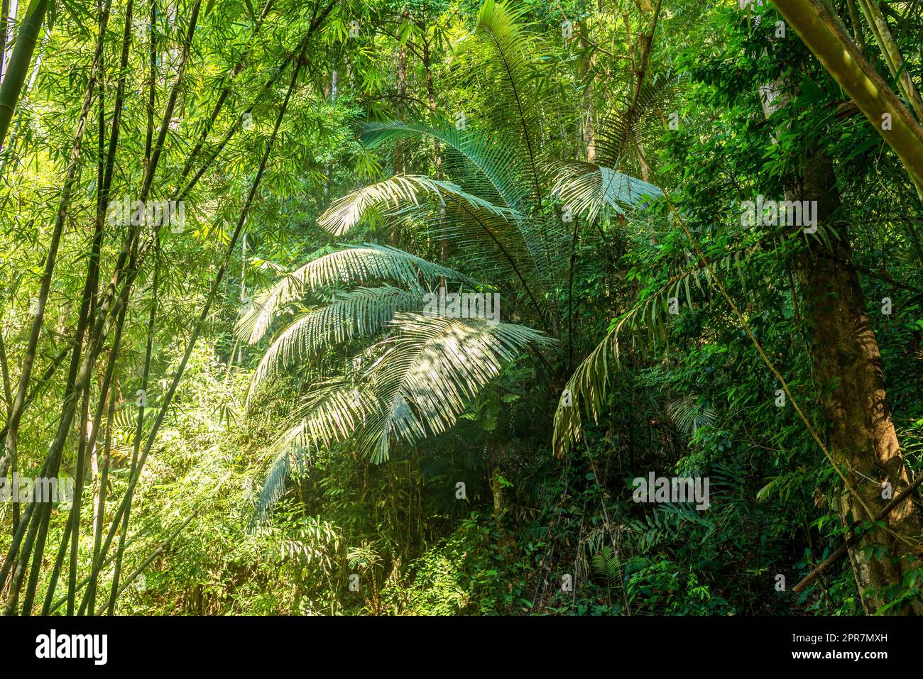 Fronde di grandi dimensioni da una felce nella foresta tropicale e la giungla di Khao Sok national park Foto Stock