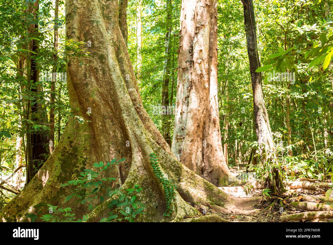 Grande albero tropicale con piatto, ampio sistema di radici di corsa da possenti radici di contrafforte nel parco nazionale Khao Sok Foto Stock