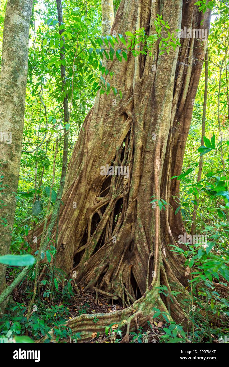 Grande albero tropicale con piatto, ampio sistema di radici di corsa da possenti radici di contrafforte nel parco nazionale Khao Sok Foto Stock