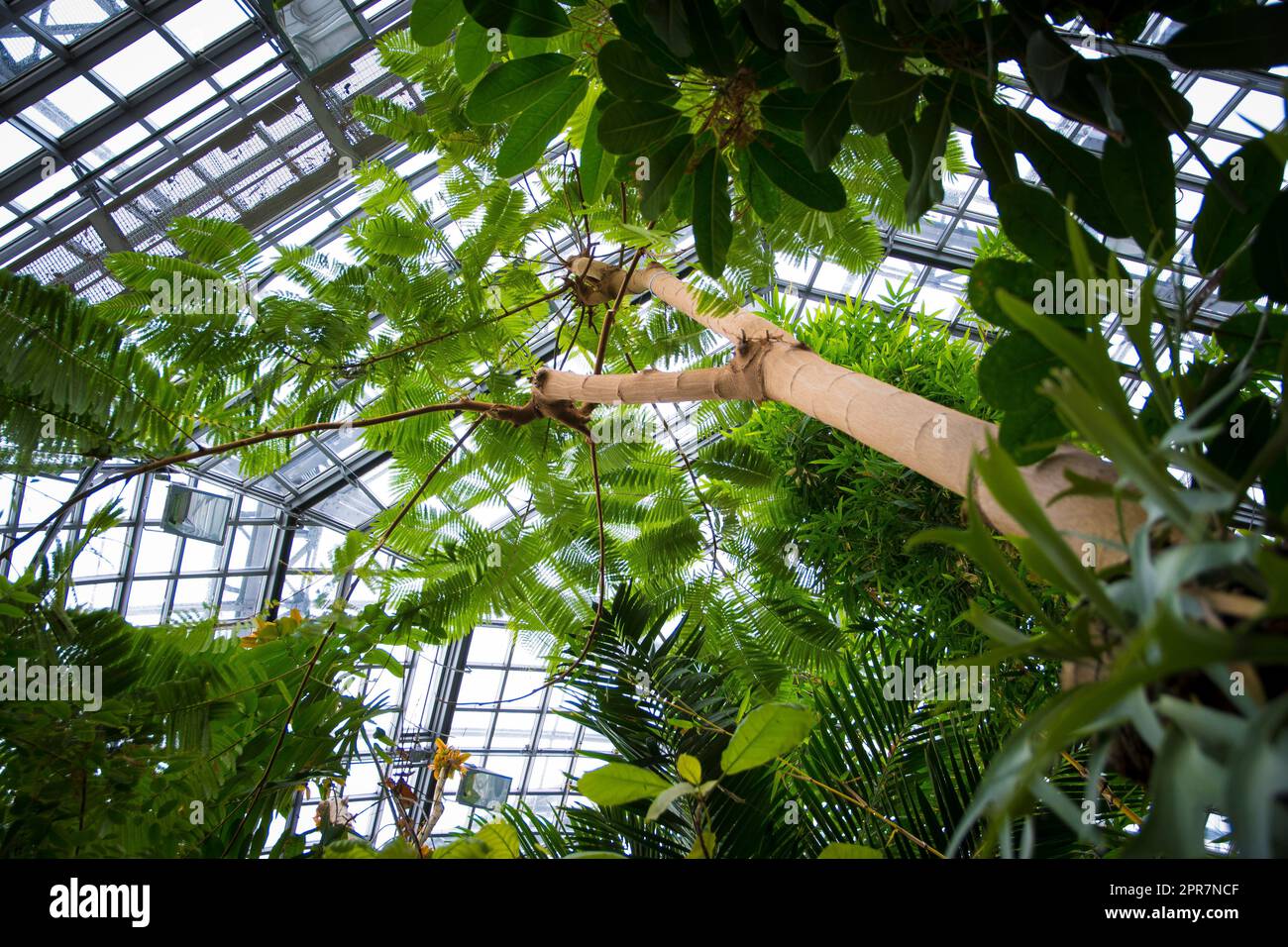 Vista ad angolo basso della foresta tropicale nella serra di un giardino botanico Foto Stock