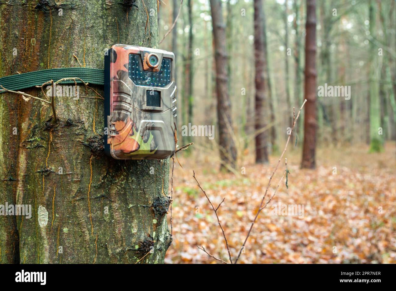 Trappola della fotocamera su un albero nella foresta Foto Stock