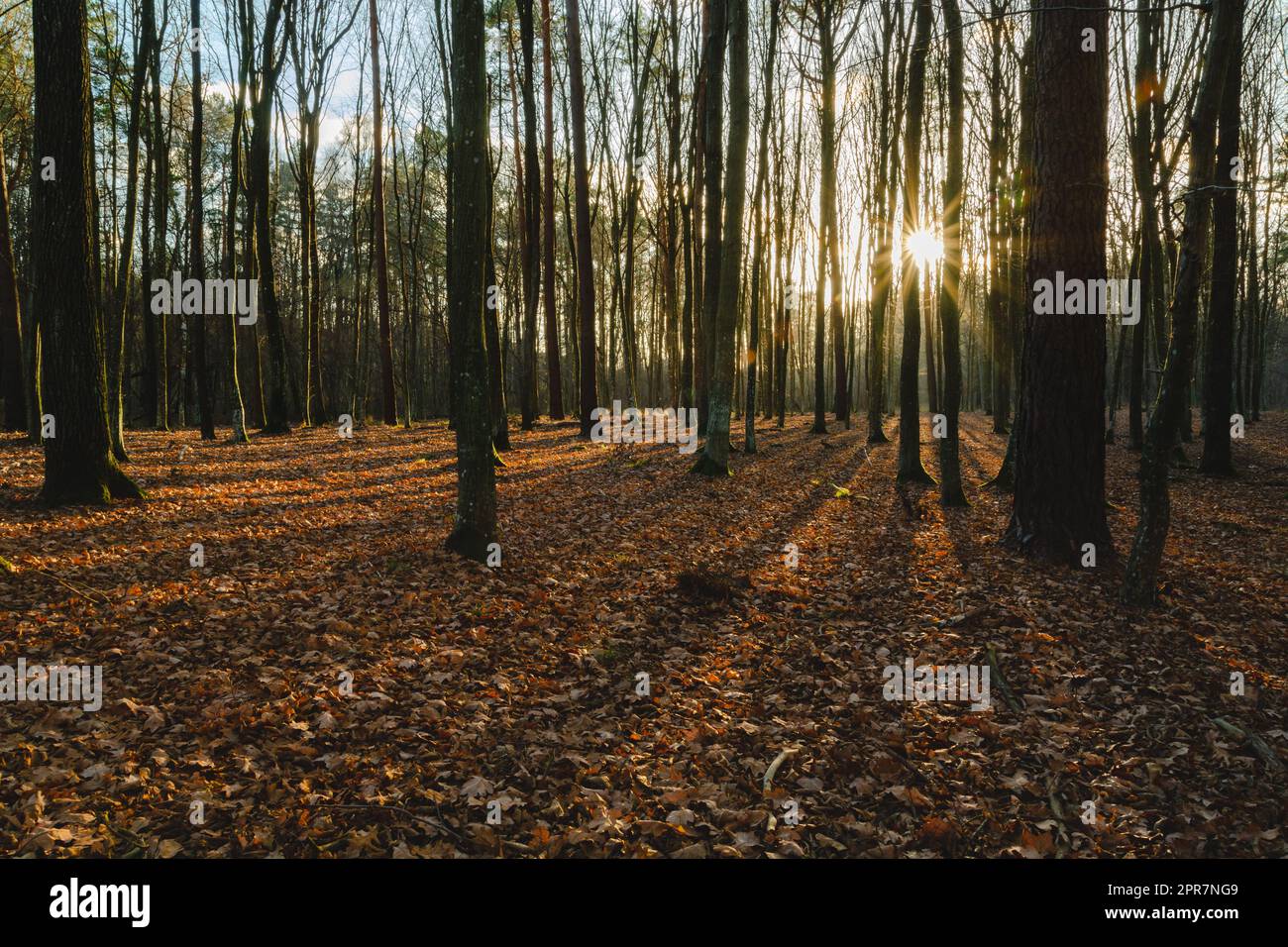 Il sole nella foresta e le ombre degli alberi Foto Stock
