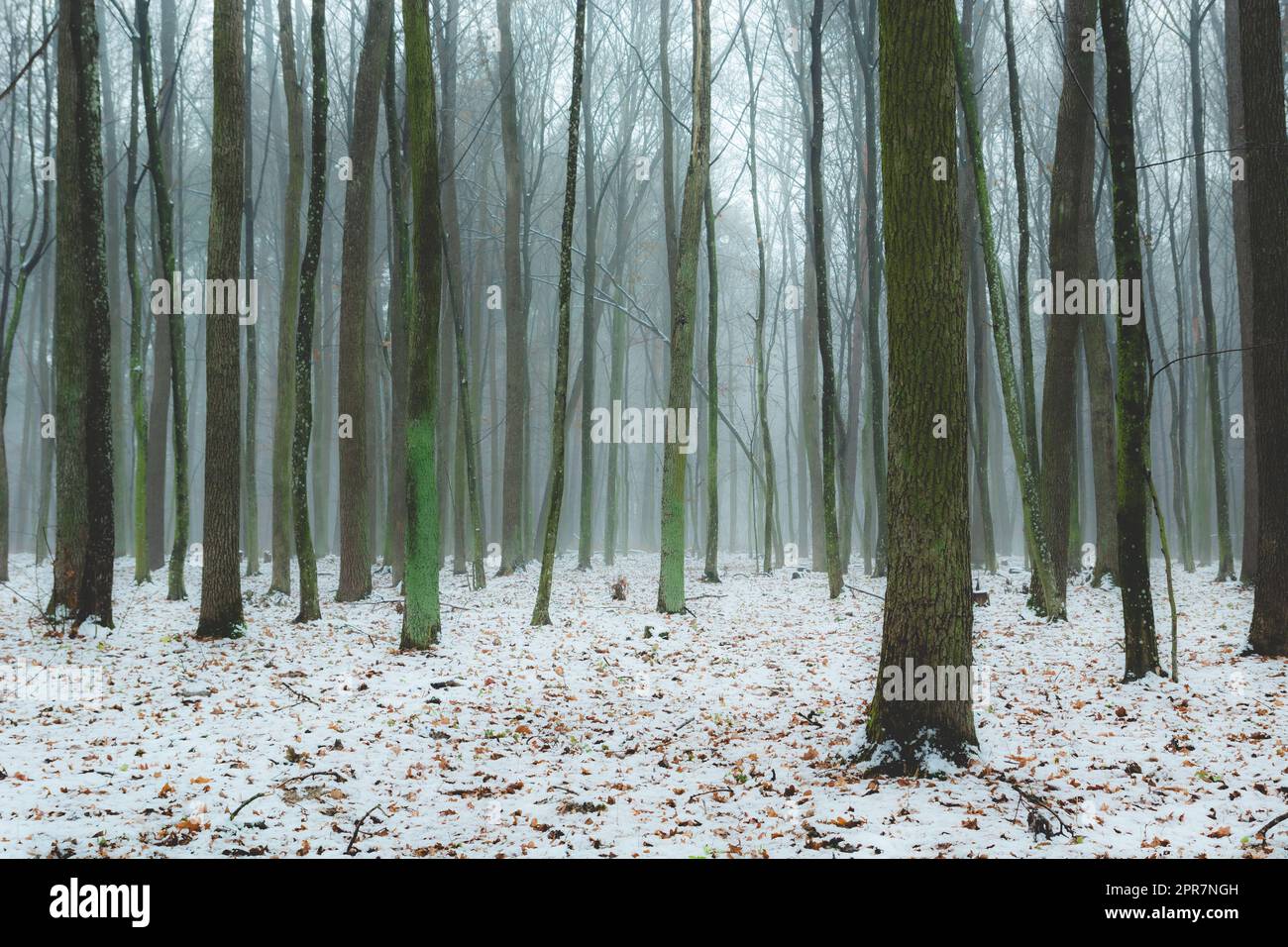 Nebbiosa foresta invernale e sottili tronchi di alberi Foto Stock