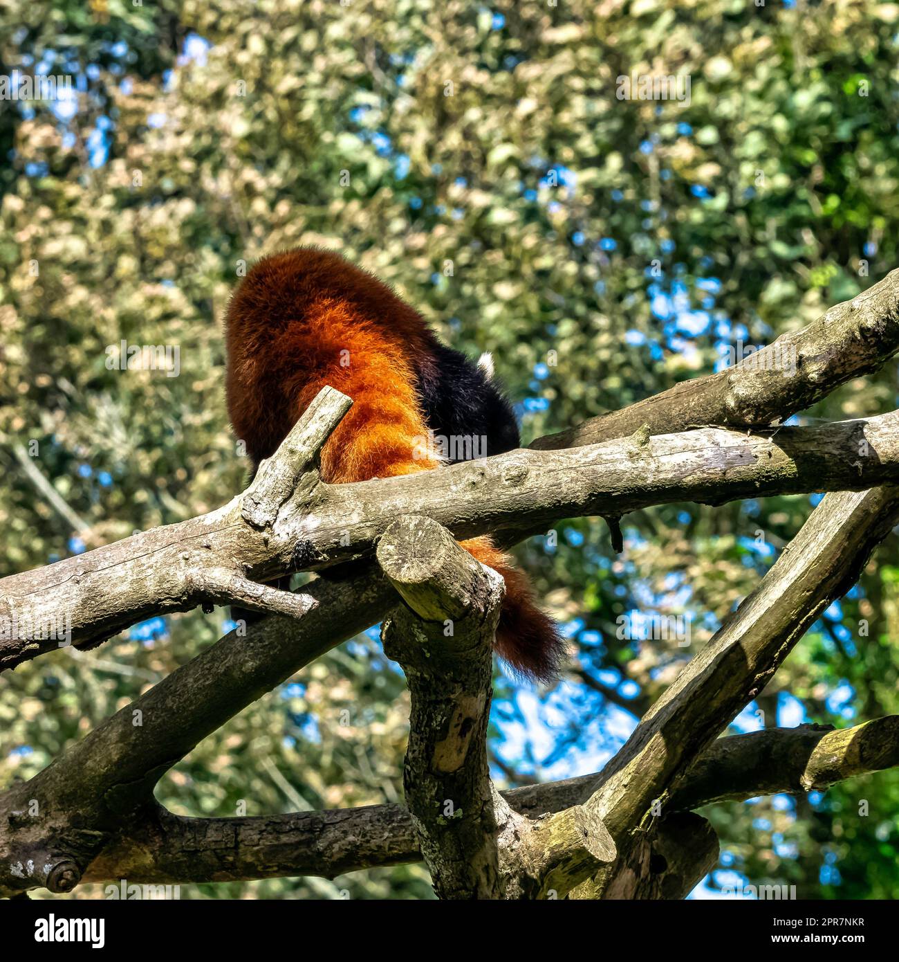 Panda rosso (Ailurus fulgens) noto come panda minore, il gatto-orso rosso, o orso-gatto Foto Stock