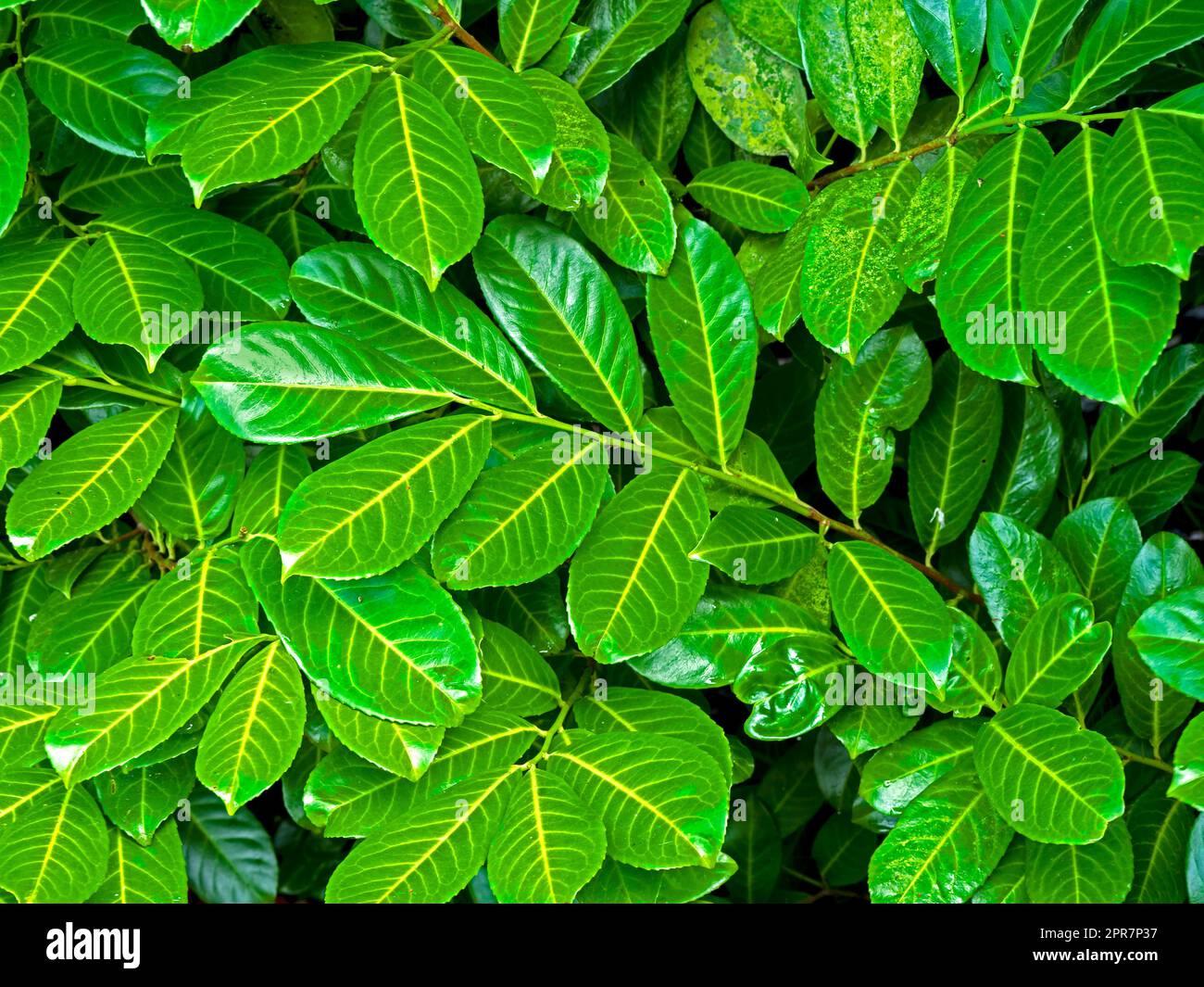 Primo piano di foglie di alloro verde, Prunus laurocerasus Foto Stock