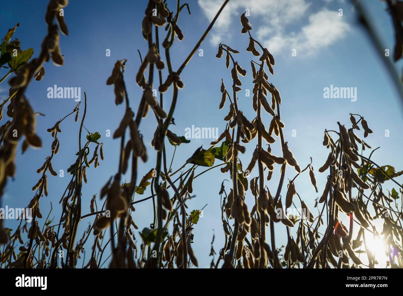 Firmat, Argentina. 25th Apr, 2023. Soia in un campo colpito dalla siccità vicino a Firmat. La soia che raggiunge la metà dell’altezza media viene raccolta dopo una siccità da record, con gli agricoltori che si aspettano di raccogliere solo il 20% di ciò che normalmente farebbero. (Credit Image: © Patricio Murphy/SOPA Images via ZUMA Press Wire) SOLO PER USO EDITORIALE! Non per USO commerciale! Foto Stock