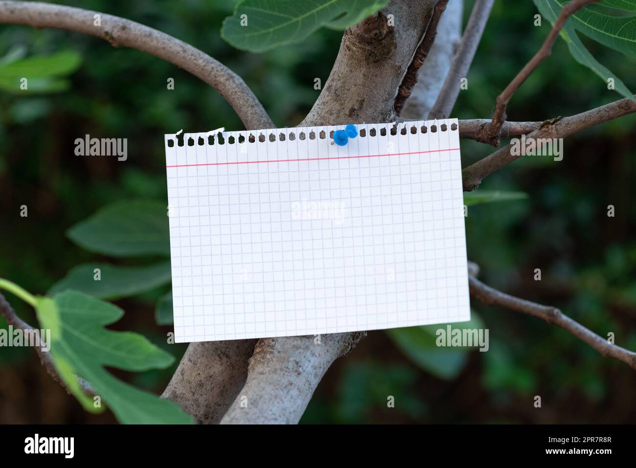 Foglio del blocco appunti con righe di campitura selezionate fissate con una puntata sul ramo dell'albero nella foresta. Promozione Empty Paper on Wood representing Nature and Business Banner. Foto Stock