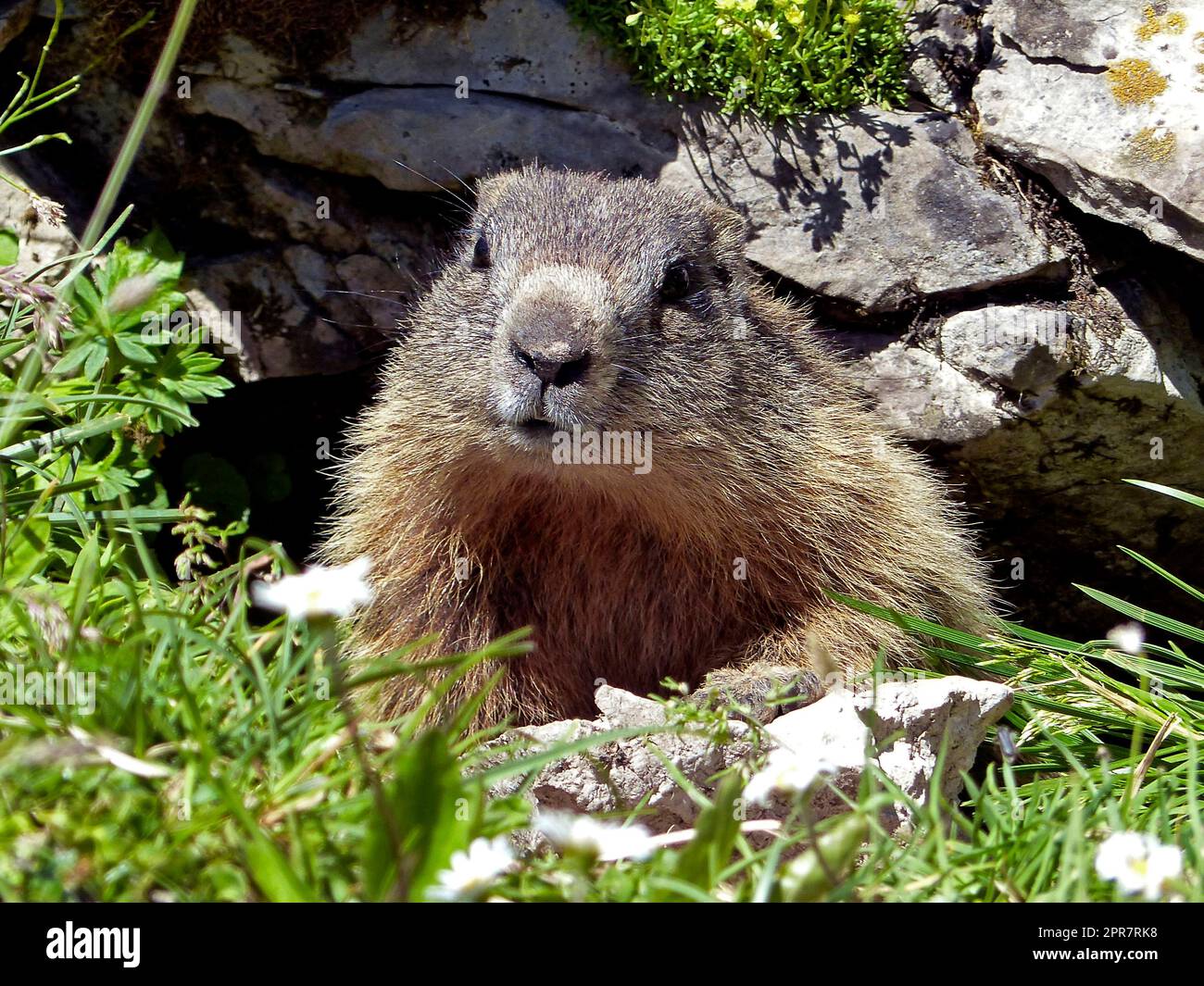 Marmotta alpina (Marmota marmota) in alta montagna in Baviera, Germania Foto Stock