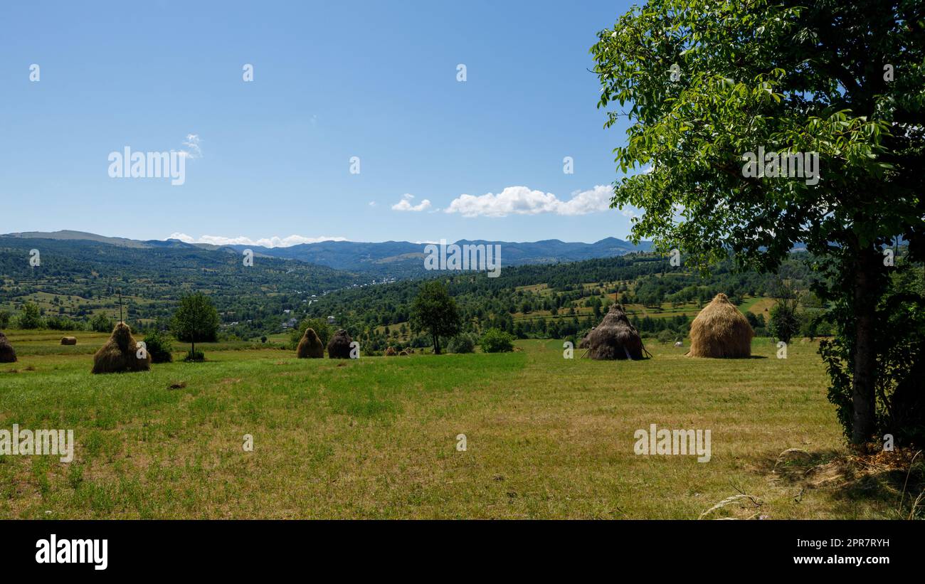 Raccolta del fieno nel paesaggio maramures della Romania Foto Stock