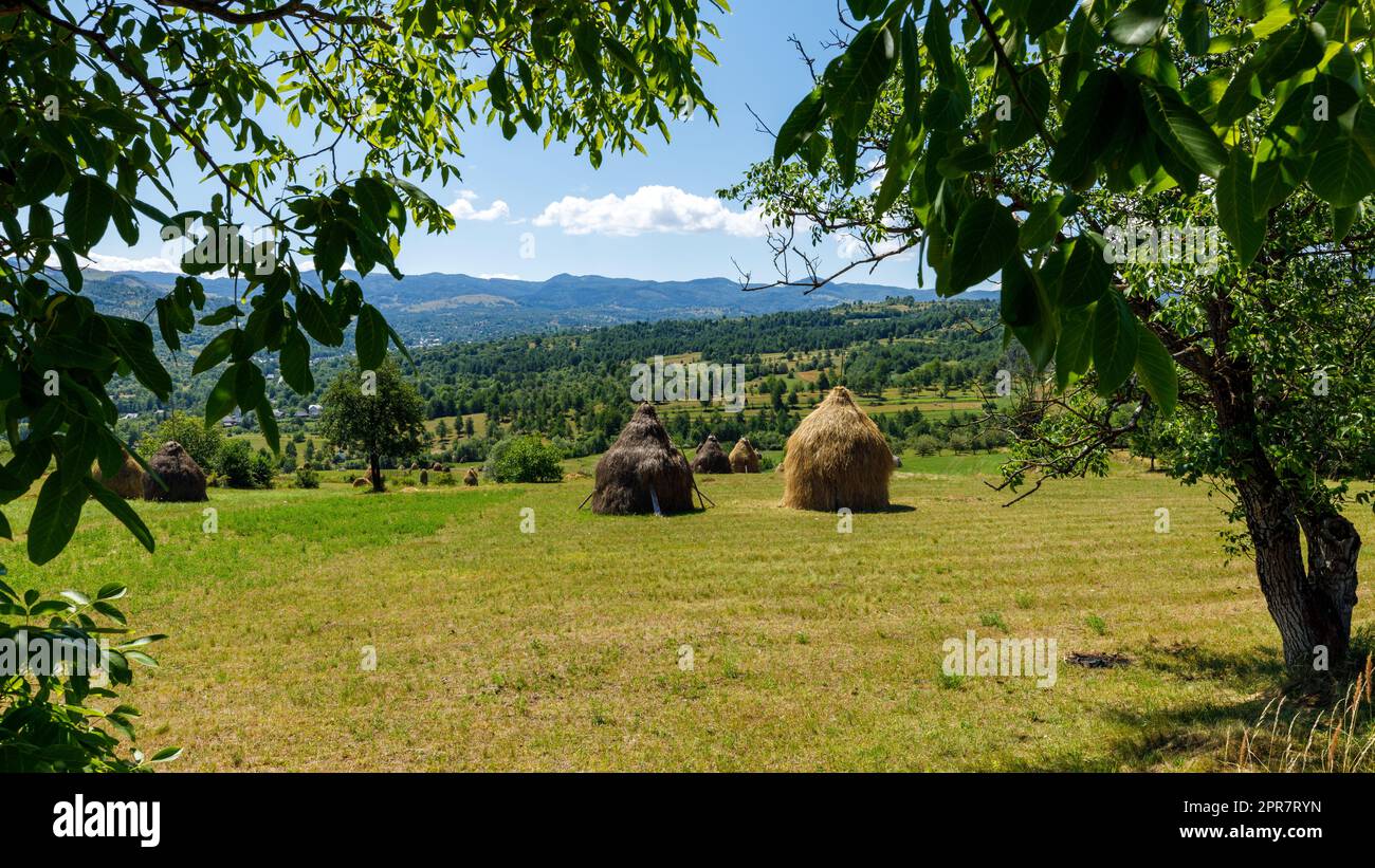 Raccolta del fieno nel paesaggio maramures della Romania Foto Stock