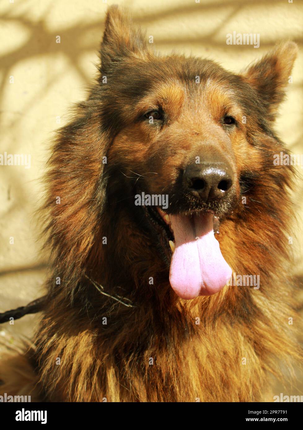 Nero e Marrone pastore tedesco testa di cane in verticale Foto Stock