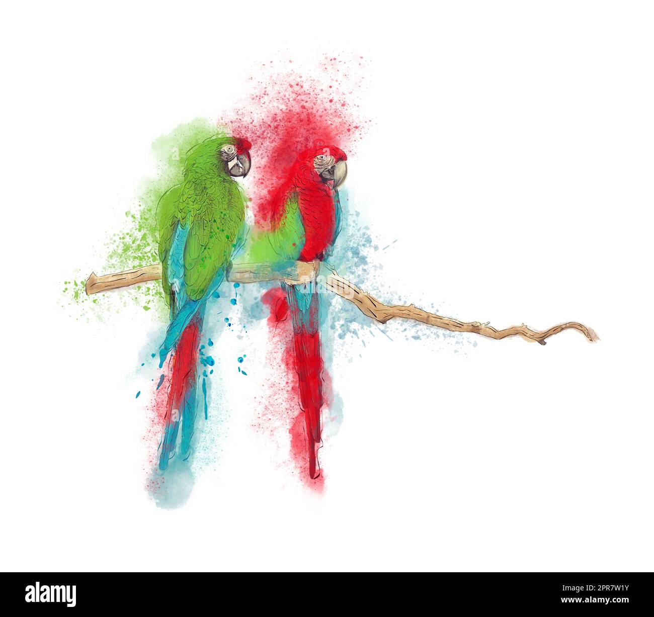Pittura ad acquerello digitale Macaw pappagalli su bianco Foto Stock