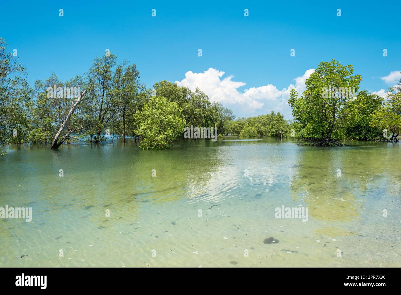 La spiaggia di Ao Khao Kwai con i suoi boschi di mangrovie mentre l'alta marea sull'isola di Ko Phayam in Thailandia Foto Stock