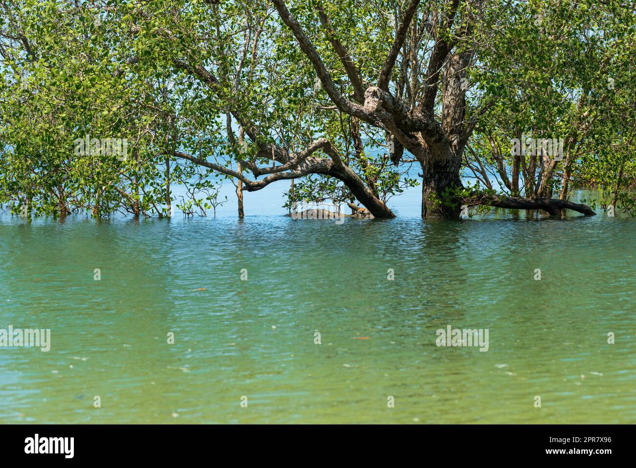 La spiaggia di Ao Khao Kwai con i suoi boschi di mangrovie mentre l'alta marea sull'isola di Ko Phayam in Thailandia Foto Stock