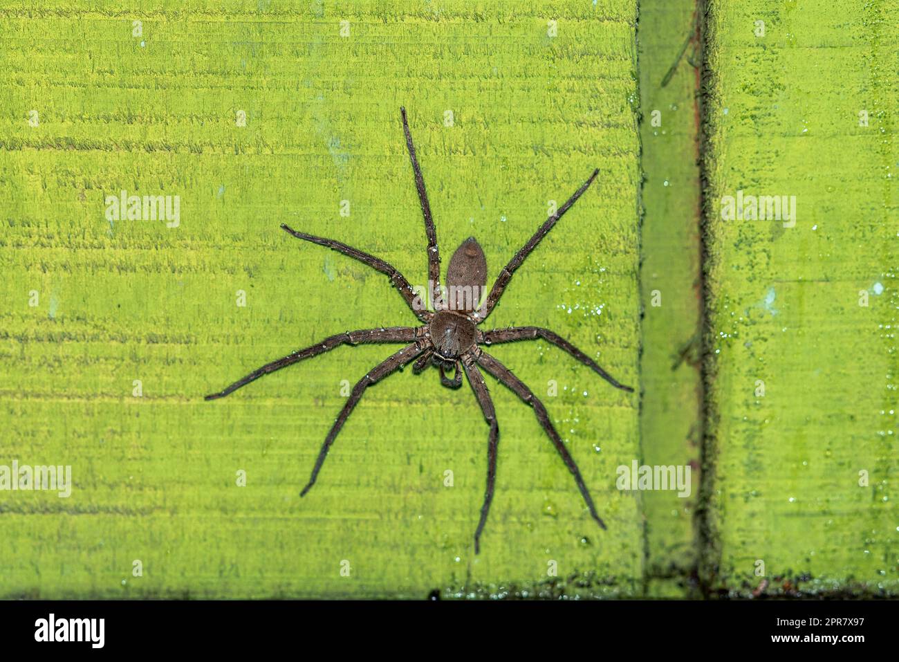 Grande ragno di cacciatori al muro verde in Thailandia Foto Stock