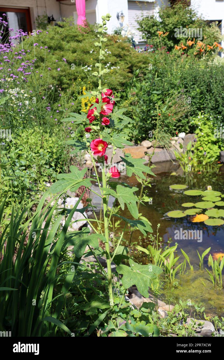 rote Stockrose (Alcea rosea) im naturnahen Garten Foto Stock
