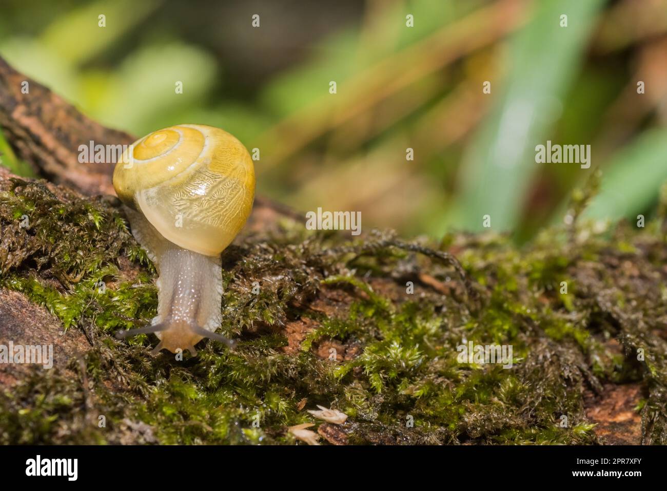 lumaca gialla che strisciava su un vecchio tronco di albero con muschio a sinistra Foto Stock