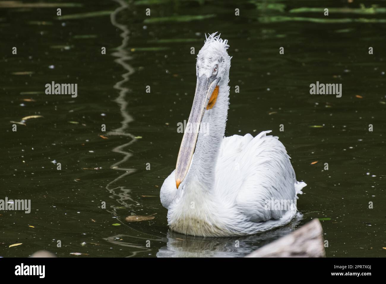 nuota con un solo pellicano in un particolare laghetto Foto Stock