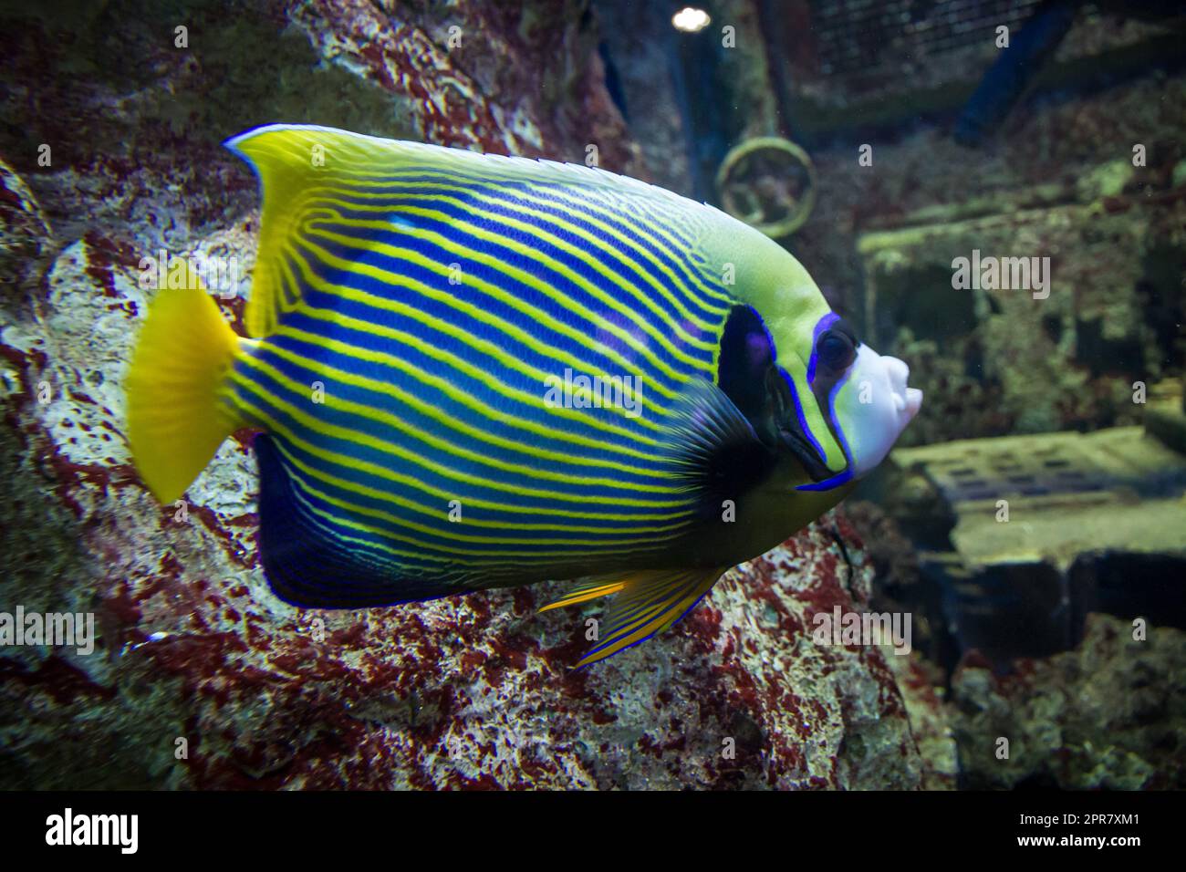 Vista ravvicinata del pesce angelo imperatore nell'oceano Foto Stock